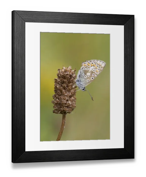 Framed Print : Common Blue (Polyommatus icarus) adult female, resting on seedhead, Berwickshire, Scottish Borders, Scotland, August