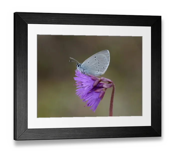Framed Print : Osiris Blue (Cupido osiris) adult male, roosting on Alpine Snowbell (Soldanella Alpina) flower in high mountain meadow Framed Print : Osiris Blue (Cupido osiris) adult male, roosting on Alpine Snowbell (Soldanella Alpina) flower in high mountain meadow