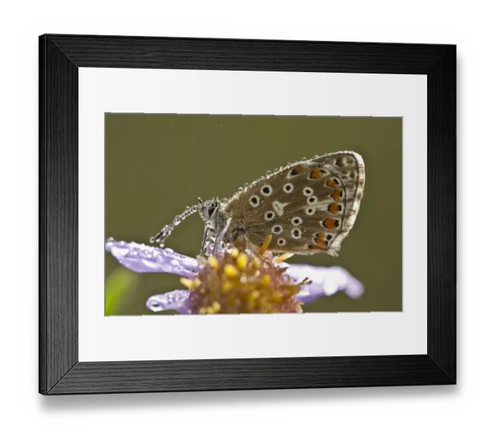 Framed Print : Common Blue (Polyommatus icarus) adult, resting on European Michaelmas Daisy (Aster amellus) flower