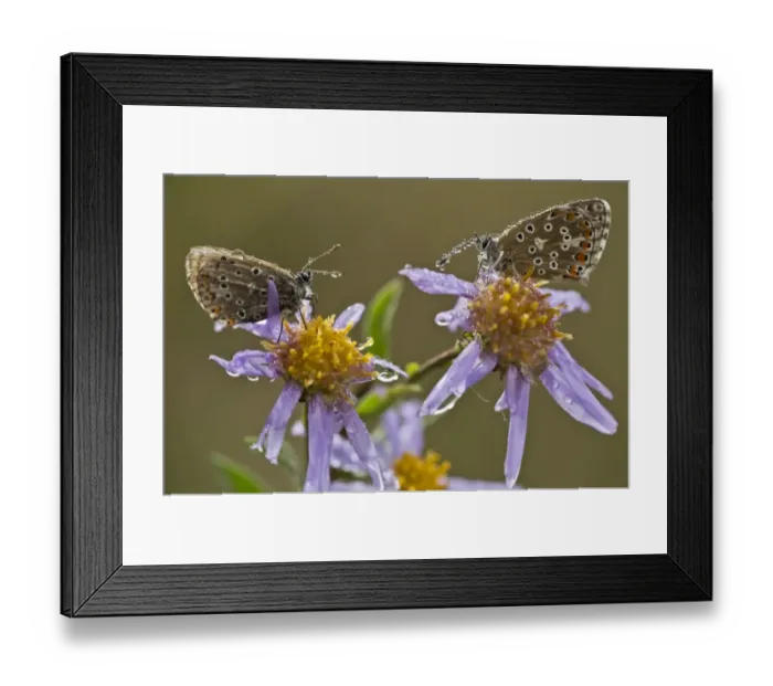Framed Print : Common Blue (Polyommatus icarus) two adults, resting on European Michaelmas Daisy (Aster amellus) flowers Framed Print : Common Blue (Polyommatus icarus) two adults, resting on European Michaelmas Daisy (Aster amellus) flowers
