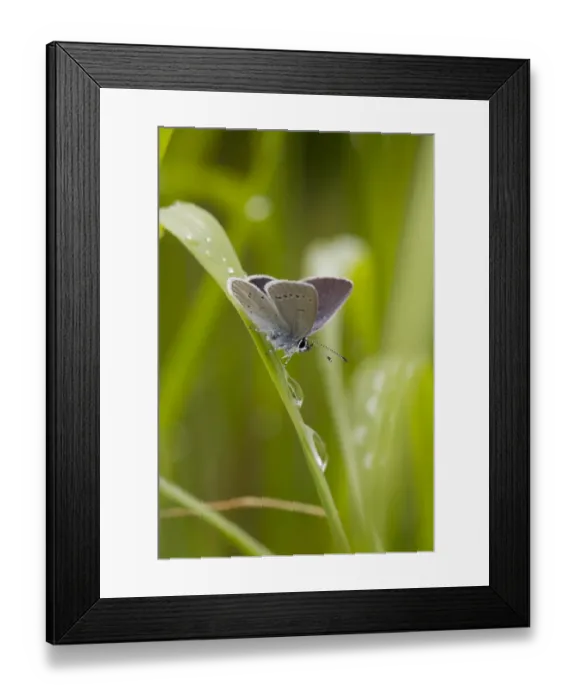 Framed Print : Small Blue (Cupido minimus) adult male, resting on grass after rainfall, Malling Down, East Sussex, England, June Framed Print : Small Blue (Cupido minimus) adult male, resting on grass after rainfall, Malling Down, East Sussex, England, June