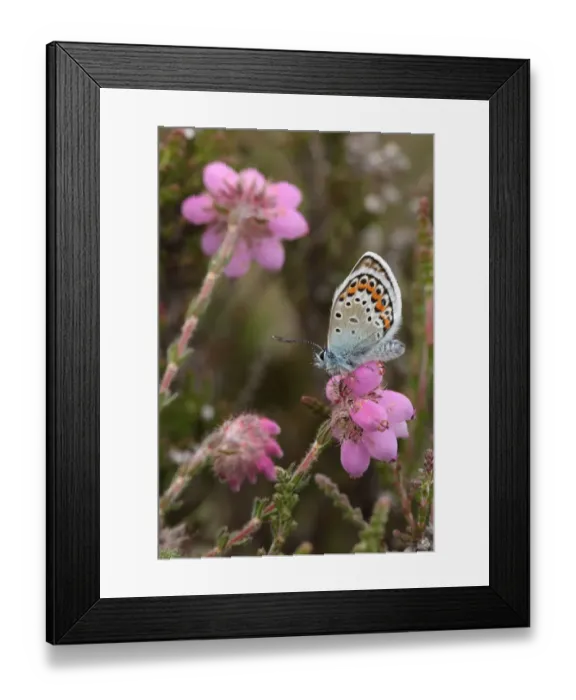 Framed Print : Silver-studded Blue (Plebejus argus) adult male, feeding at Bell Heather (Erica cinerea) flowers, New Forest Framed Print : Silver-studded Blue (Plebejus argus) adult male, feeding at Bell Heather (Erica cinerea) flowers, New Forest