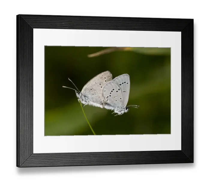 Framed Print : Small Blue (Cupido minimus) adult pair, mating on grass, French Pyrenees, France, June Framed Print : Small Blue (Cupido minimus) adult pair, mating on grass, French Pyrenees, France, June