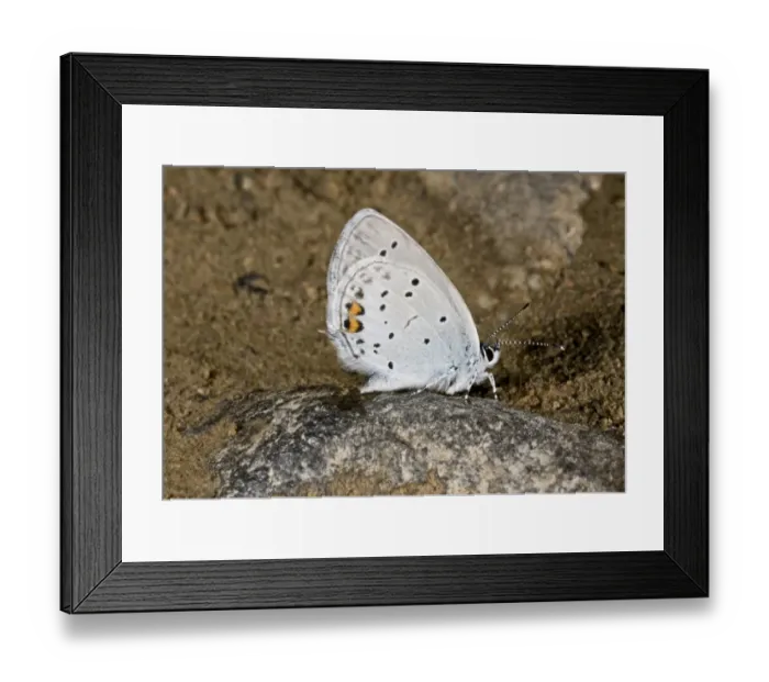 Framed Print : Short-tailed Blue (Everes argiades) adult, drinking at muddy pool, Anatolia, Turkey, July Framed Print : Short-tailed Blue (Everes argiades) adult, drinking at muddy pool, Anatolia, Turkey, July