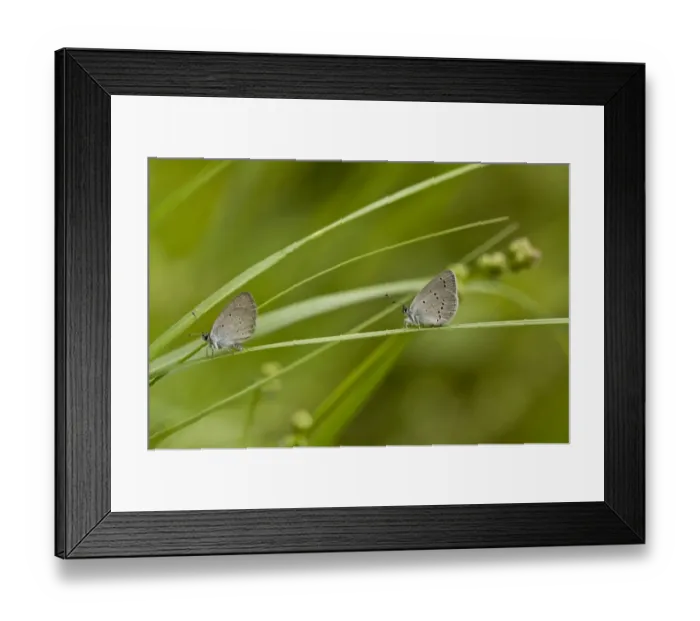 Framed Print : Small Blue (Cupido minimus) two adults, resting on grass, French Pyrenees, France, June Framed Print : Small Blue (Cupido minimus) two adults, resting on grass, French Pyrenees, France, June