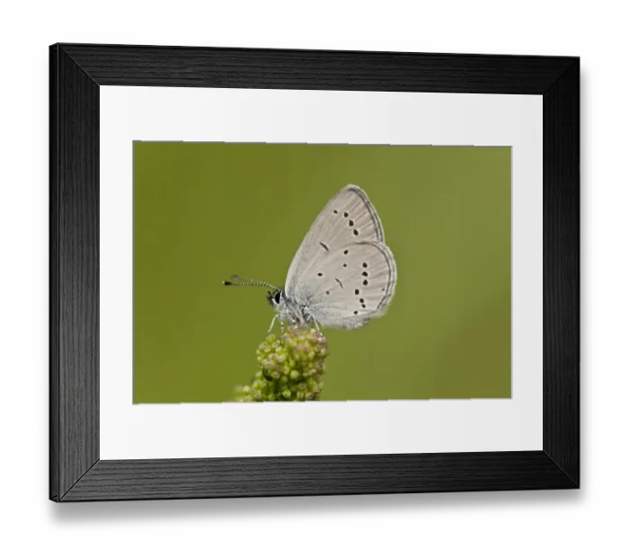 Framed Print : Small Blue (Cupido minimus) adult, resting on Salad Burnet (Sanguisorba minor) flowerhead, French Pyrenees, France Framed Print : Small Blue (Cupido minimus) adult, resting on Salad Burnet (Sanguisorba minor) flowerhead, French Pyrenees, France