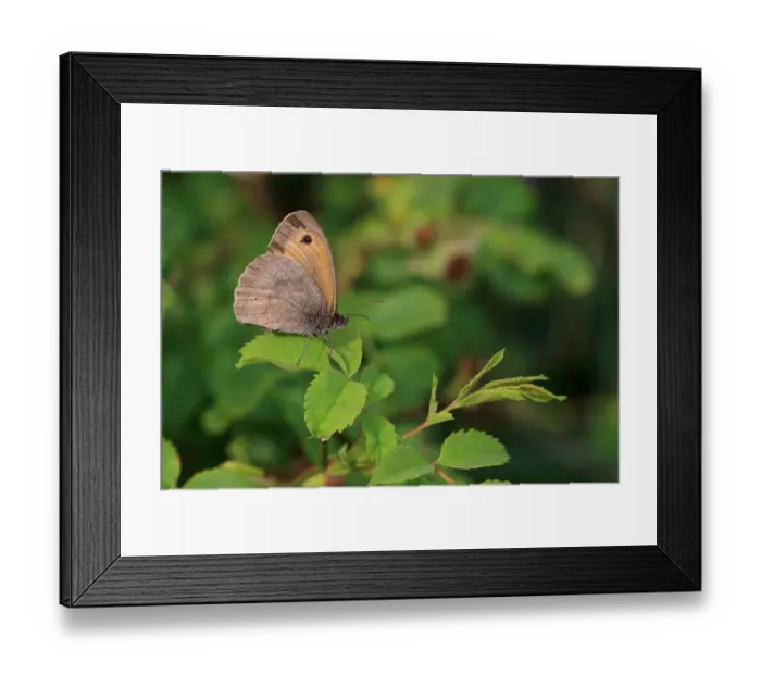 Framed Print : Meadow Brown (Maniola jurtina) adult, resting on leaves, Norfolk, England, July