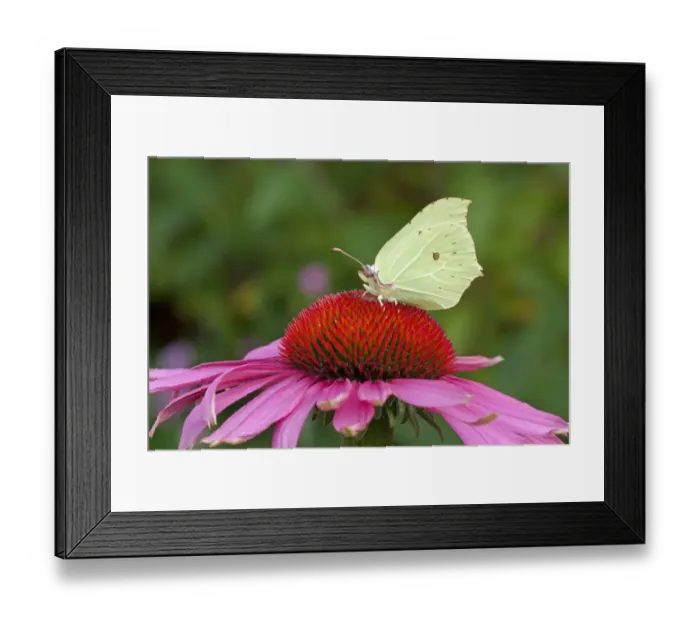 Framed Print : Brimstone Butterfly (Gonepteryx rhamni) adult, feeding on Purple Coneflower (Echinacea purpurea) flowers in garden Framed Print : Brimstone Butterfly (Gonepteryx rhamni) adult, feeding on Purple Coneflower (Echinacea purpurea) flowers in garden