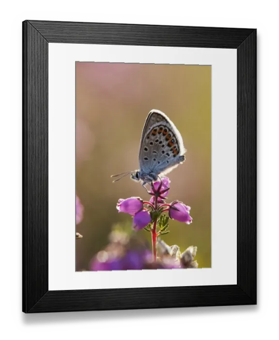 Framed Print : Silver-studded Blue (Plebejus argus) adult, resting on Bell Heather (Erica cinerea) flowers, Shropshire, England, July Framed Print : Silver-studded Blue (Plebejus argus) adult, resting on Bell Heather (Erica cinerea) flowers, Shropshire, England, July