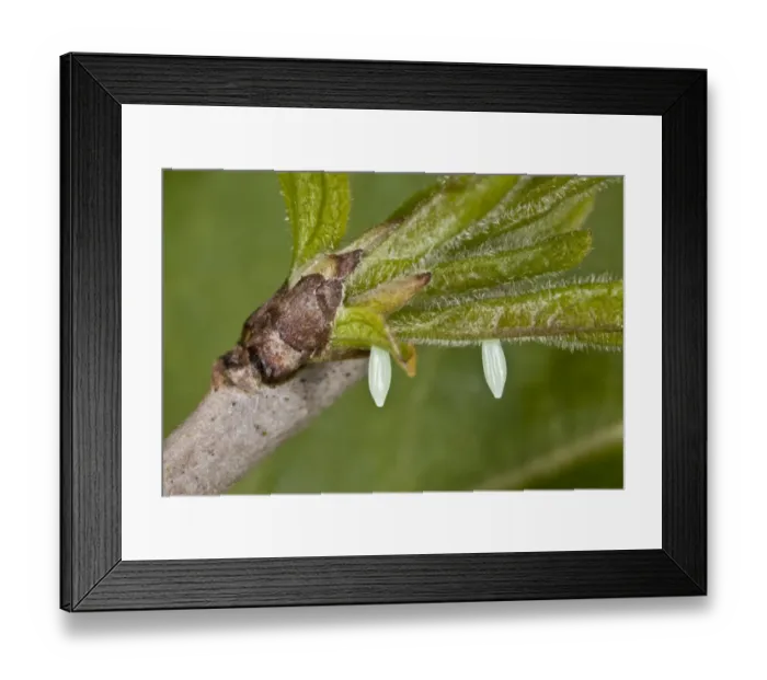 Framed Print : Brimstone Butterfly (Gonepteryx rhamni) two eggs, on Common Buckthorn (Rhamnus cathartica) leaf, Dorset, England, May Framed Print : Brimstone Butterfly (Gonepteryx rhamni) two eggs, on Common Buckthorn (Rhamnus cathartica) leaf, Dorset, England, May