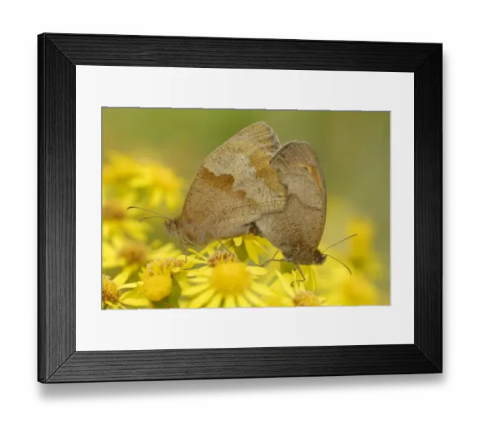Framed Print : Meadow Brown (Maniola jurtina) adult pair, mating on Common Ragwort (Senecio jacobaea) flowers in chalk grassland Framed Print : Meadow Brown (Maniola jurtina) adult pair, mating on Common Ragwort (Senecio jacobaea) flowers in chalk grassland