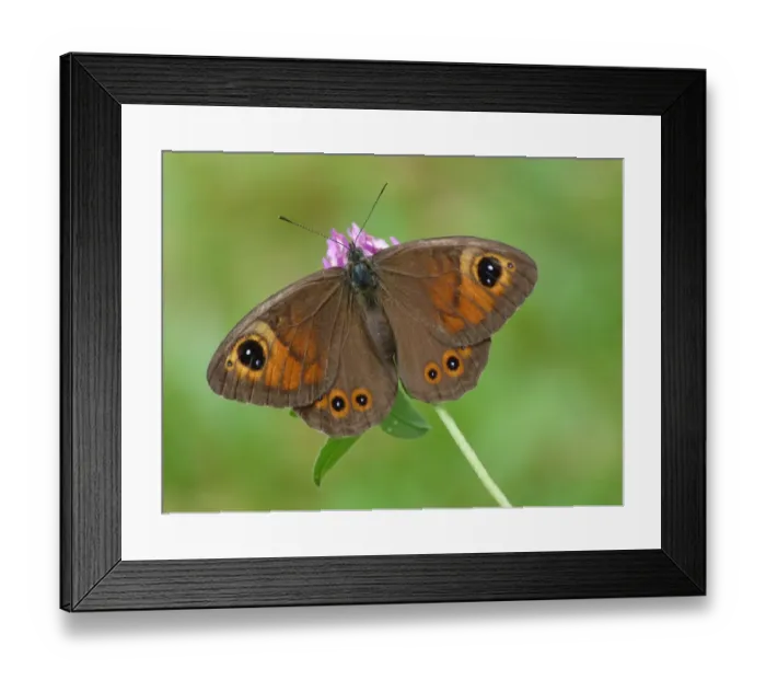 Framed Print : Large Wall Brown (Lasiommata maera) adult female, feeding on Red Clover (Trifolium pratensis) flower, Cannobina Valley Framed Print : Large Wall Brown (Lasiommata maera) adult female, feeding on Red Clover (Trifolium pratensis) flower, Cannobina Valley