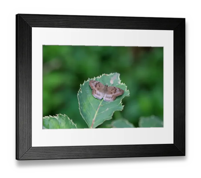 Framed Print : Clouded Flat (Tagiades flesus) adult, resting on leaf, Gambia, January Framed Print : Clouded Flat (Tagiades flesus) adult, resting on leaf, Gambia, January