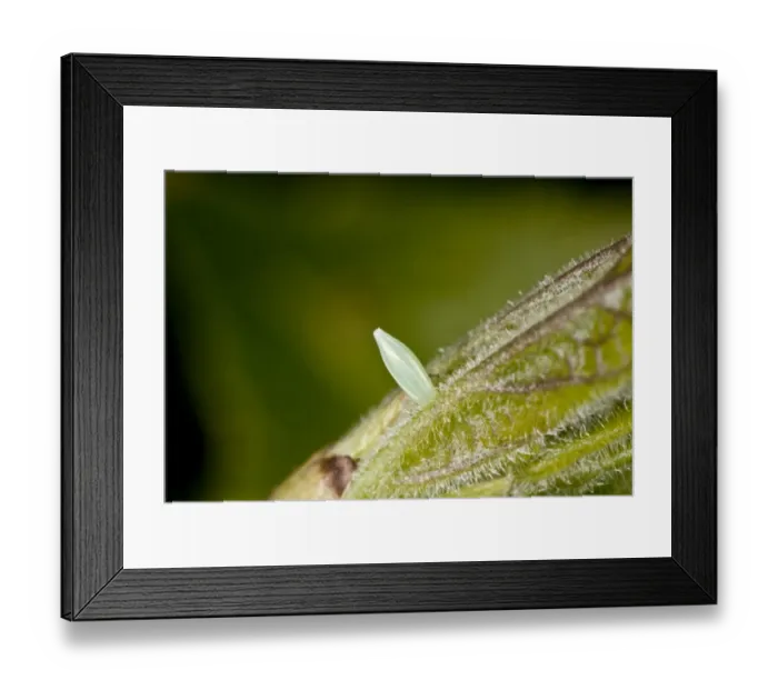 Framed Print : Brimstone Butterfly (Gonepteryx rhamni) egg, on Common Buckthorn (Rhamnus cathartica) leaf, Dorset, England, May Framed Print : Brimstone Butterfly (Gonepteryx rhamni) egg, on Common Buckthorn (Rhamnus cathartica) leaf, Dorset, England, May