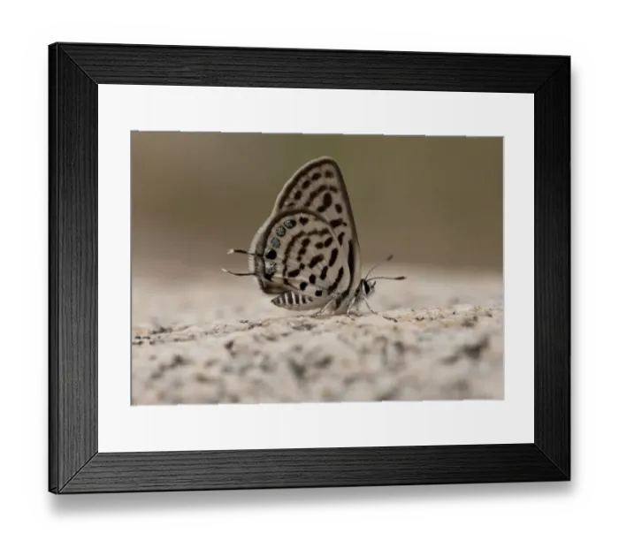 Framed Print : Little Tiger Blue (Tarucus balkanicus) adult, underside, warming up in sunshine, Bulgaria, June