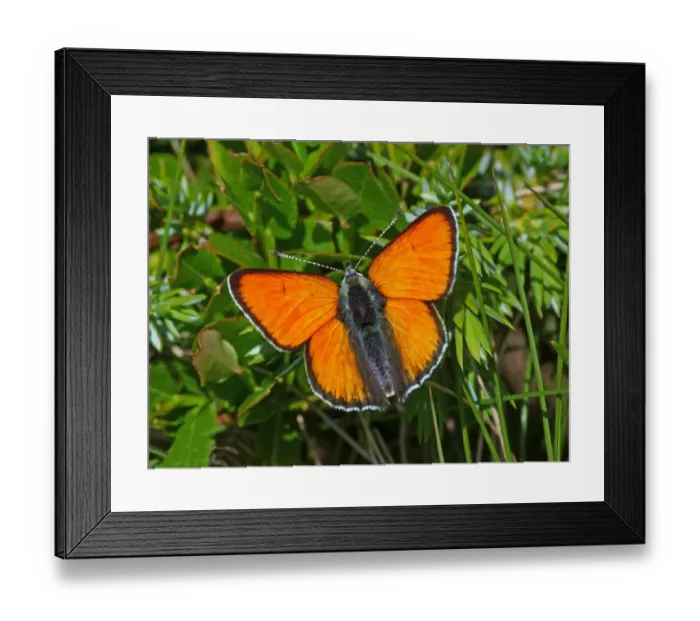 Framed Print : Purple-edged Copper (Lycaena hippothoe eurydame) adult male, in alpine meadow, Formazza Valley, Italian Alps, Piedmont Framed Print : Purple-edged Copper (Lycaena hippothoe eurydame) adult male, in alpine meadow, Formazza Valley, Italian Alps, Piedmont
