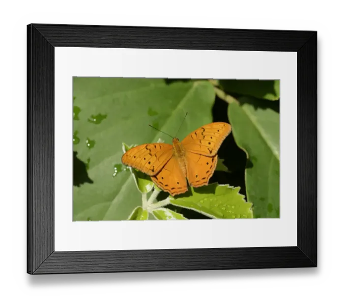 Framed Print : The Cruiser (Vindula arsinoe) adult male, resting on leaf, Queensland, Australia, November Framed Print : The Cruiser (Vindula arsinoe) adult male, resting on leaf, Queensland, Australia, November