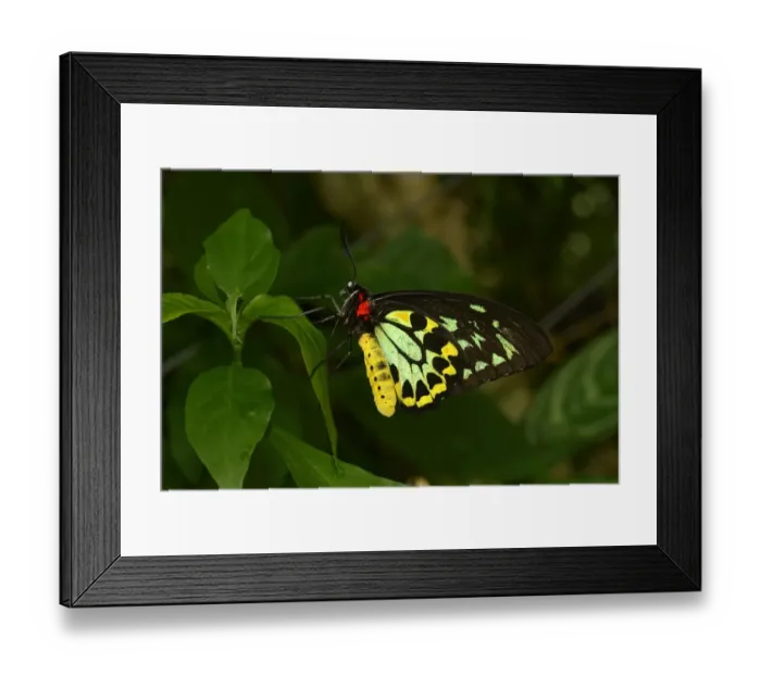 Framed Print : Cairns Birdwing (Ornithoptera euphorion) adult male, resting on leaf, Queensland, Australia, November Framed Print : Cairns Birdwing (Ornithoptera euphorion) adult male, resting on leaf, Queensland, Australia, November