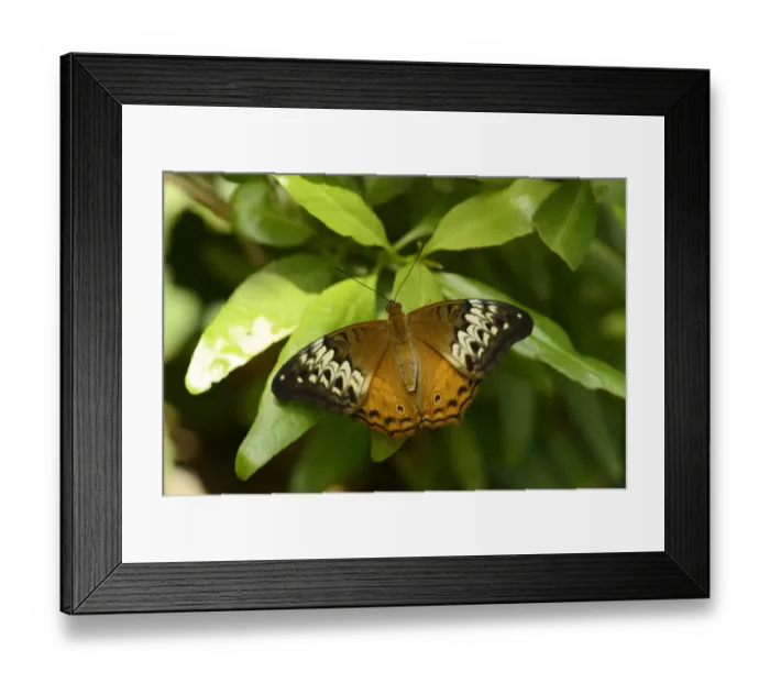 Framed Print : The Cruiser (Vindula arsinoe) adult female, resting on leaf, Queensland, Australia, November Framed Print : The Cruiser (Vindula arsinoe) adult female, resting on leaf, Queensland, Australia, November