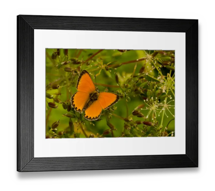 Framed Print : Scarce Copper (Lycaena virgaureae) adult male, resting with wings half open, Italian Alps, Italy, July Framed Print : Scarce Copper (Lycaena virgaureae) adult male, resting with wings half open, Italian Alps, Italy, July