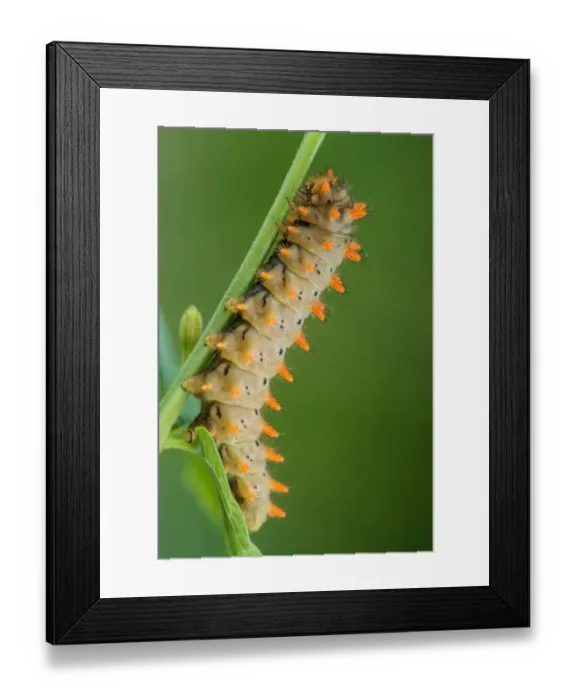 Framed Print : Southern Festoon (Zerynthia polyxena) caterpillar, resting on stem, Italy, June Framed Print : Southern Festoon (Zerynthia polyxena) caterpillar, resting on stem, Italy, June
