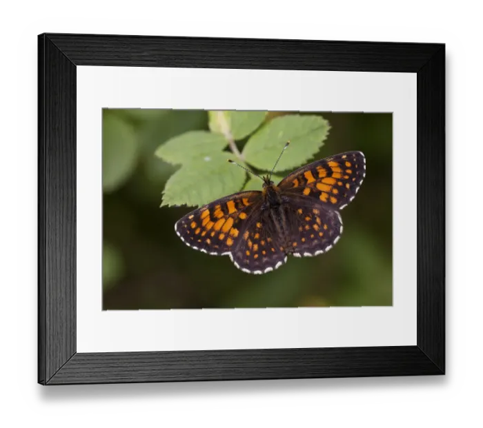 Framed Print : False Heath Fritillary (Melitaea diamina) adult male, resting on leaf with wings open, Pyrenees, Ariege, France, June Framed Print : False Heath Fritillary (Melitaea diamina) adult male, resting on leaf with wings open, Pyrenees, Ariege, France, June