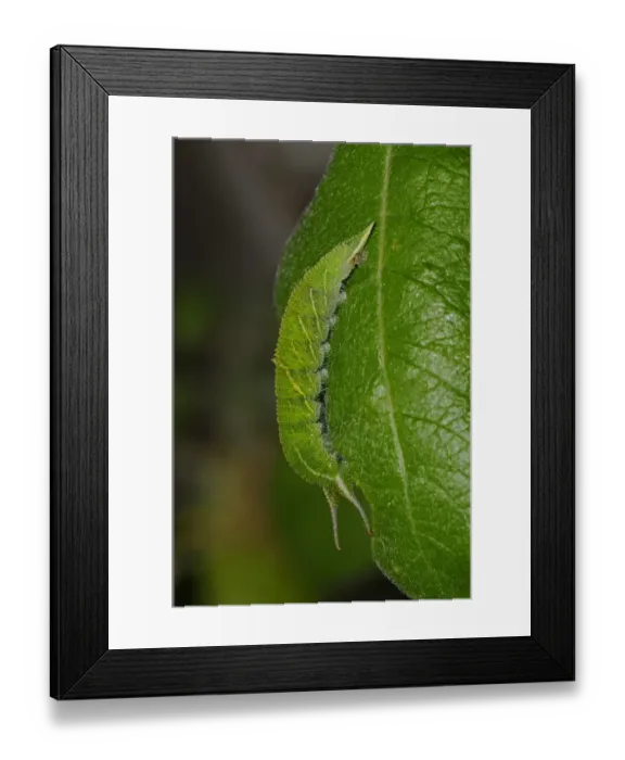 Framed Print : Purple Emperor (Apatura iris) larva, feeding on goat willow leaf, Oxfordshire, England, July Framed Print : Purple Emperor (Apatura iris) larva, feeding on goat willow leaf, Oxfordshire, England, July