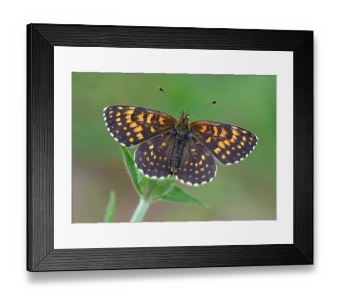 Framed Print : False Heath Fritillary (Melitaea diamina) adult male, basking on Red Campion (Silene diodica) stem, Italian Alps Framed Print : False Heath Fritillary (Melitaea diamina) adult male, basking on Red Campion (Silene diodica) stem, Italian Alps