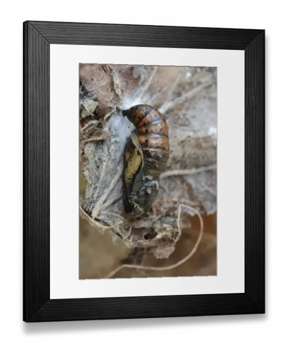 Framed Print : Dark Green Fritillary (Argynnis aglaja) pupa, amongst leaf litter, Oxfordshire, England, May Framed Print : Dark Green Fritillary (Argynnis aglaja) pupa, amongst leaf litter, Oxfordshire, England, May