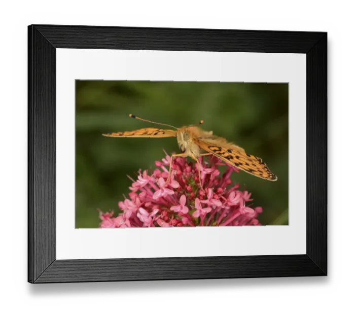 Framed Print : Dark Green Fritillary (Argynnis aglaja) adult, resting on Red Valerian (Centranthus ruber) flowers, Oxfordshire Framed Print : Dark Green Fritillary (Argynnis aglaja) adult, resting on Red Valerian (Centranthus ruber) flowers, Oxfordshire