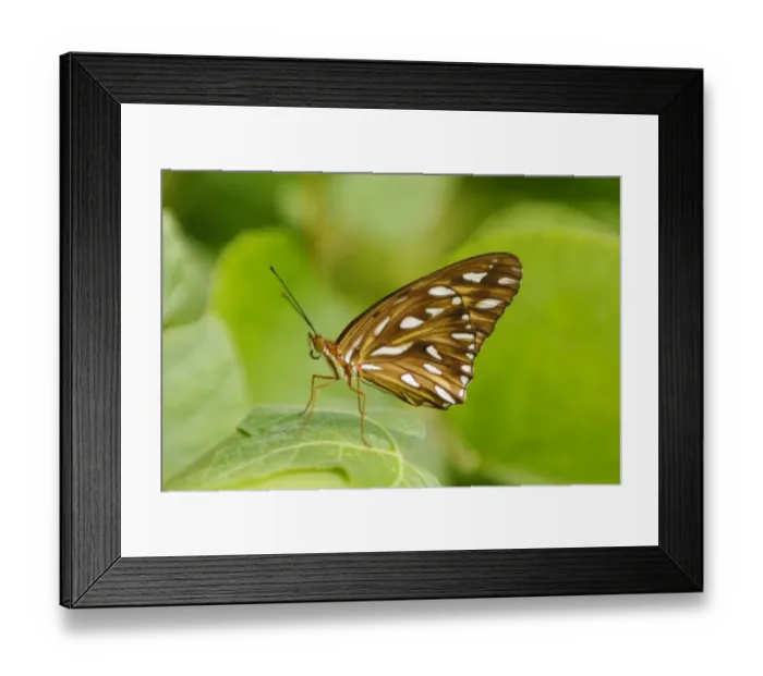 Framed Print : Gulf Fritillary (Agraulis vanillae) adult, resting on leaf in rainforest, Osa Peninsula, Puntarenas Province
