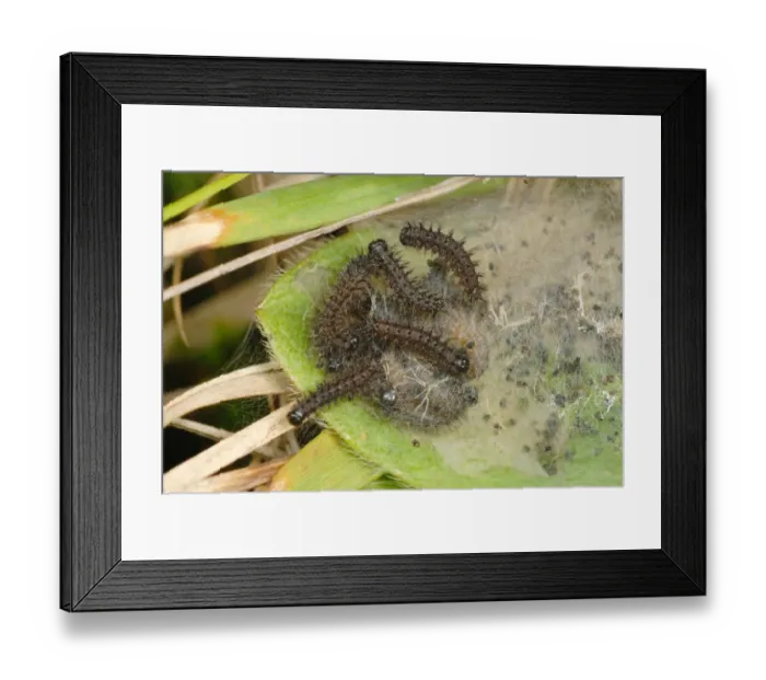 Framed Print : Marsh Fritillary (Euphydryas aurinia) caterpillars, group in web on Devil s-bit Scabious (Succisa pratensis) Framed Print : Marsh Fritillary (Euphydryas aurinia) caterpillars, group in web on Devil s-bit Scabious (Succisa pratensis)