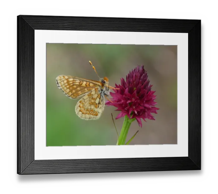 Framed Print : Alpine Marsh Fritillary (Euphydryas aurinia debilis) adult male, roosting on Black Vanilla Orchid (Nigritella nigra) Framed Print : Alpine Marsh Fritillary (Euphydryas aurinia debilis) adult male, roosting on Black Vanilla Orchid (Nigritella nigra)