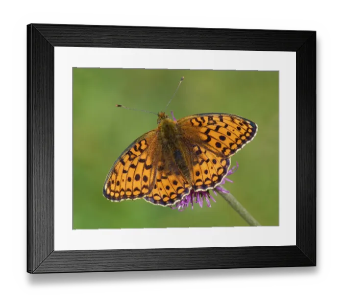 Framed Print : Niobe Fritillary (Argynnis niobe) adult male, feeding on Knapweed (Centaurea sp. ) flower, Formazza Valley Framed Print : Niobe Fritillary (Argynnis niobe) adult male, feeding on Knapweed (Centaurea sp. ) flower, Formazza Valley