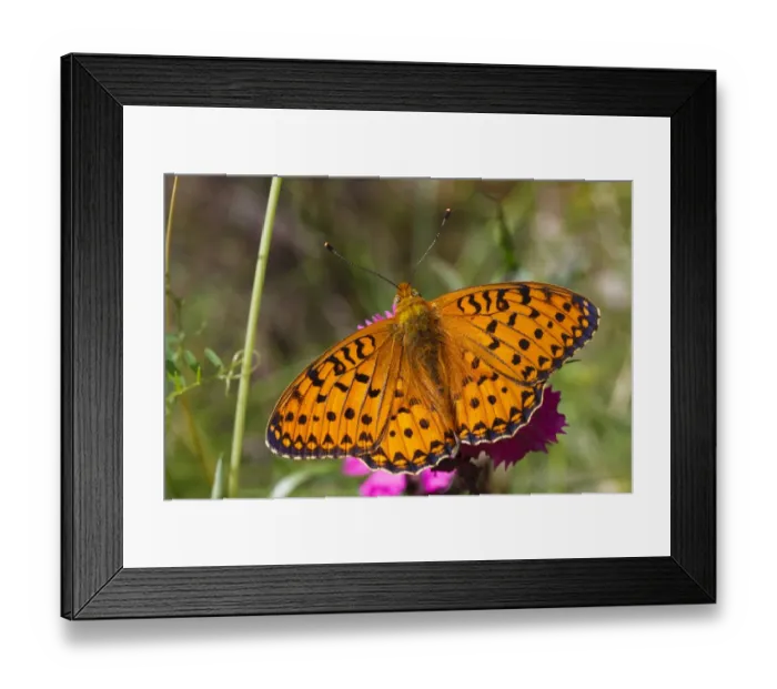 Framed Print : Marbled Fritillary (Brenthis daphne) adult male, resting on flower with wings open, Pyrenees, Ariege, France, June Framed Print : Marbled Fritillary (Brenthis daphne) adult male, resting on flower with wings open, Pyrenees, Ariege, France, June