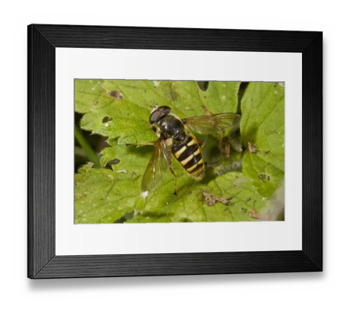 Framed Print : Bog Hoverfly (Sericomyia silentis) adult, basking on leaf, Dorset, England, September