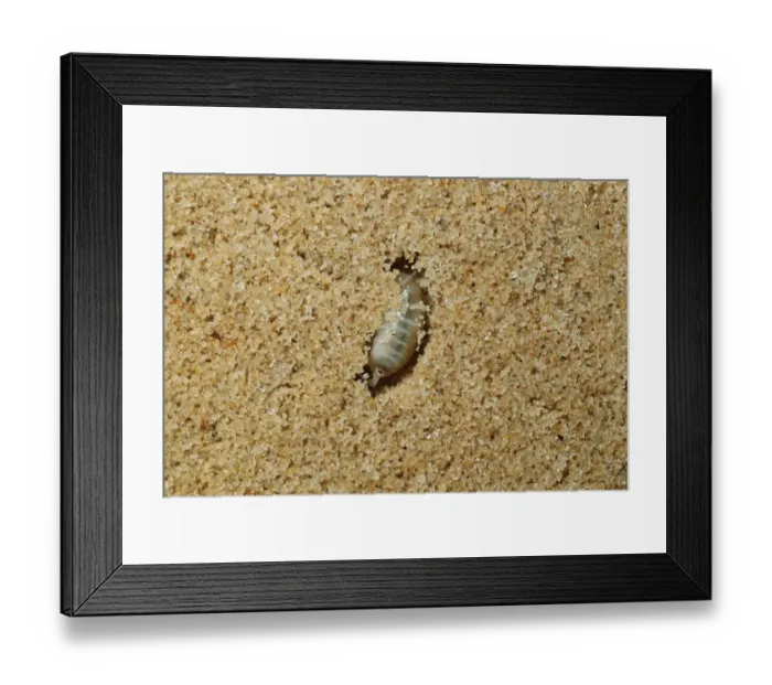 Framed Print : Common Sandhopper (Talitrus saltator) adult, burrowing in sand (captive) Framed Print : Common Sandhopper (Talitrus saltator) adult, burrowing in sand (captive)