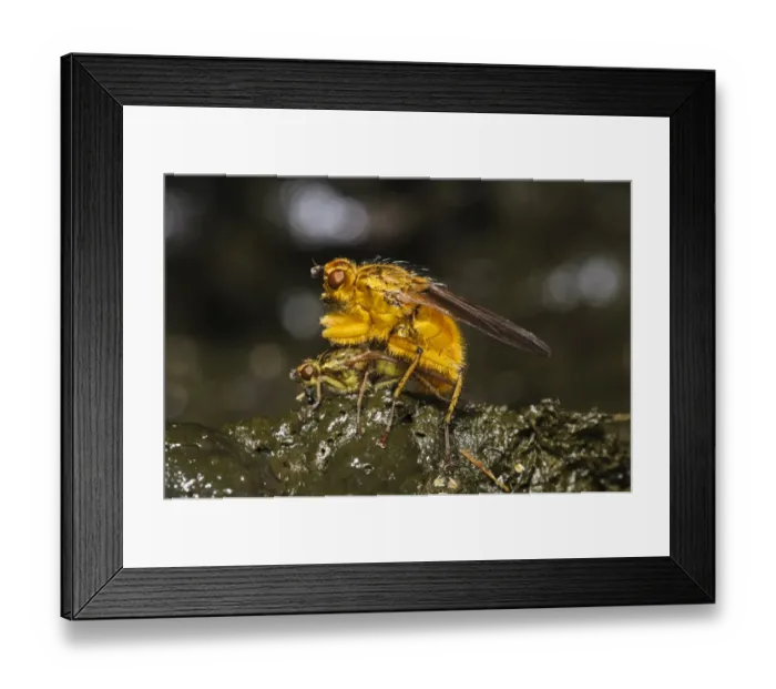 Framed Print : Yellow Dungfly (Scathophaga stercoraria) adult pair, mating on fresh sheep dung, Stainforth, Yorkshire Dales N. P Framed Print : Yellow Dungfly (Scathophaga stercoraria) adult pair, mating on fresh sheep dung, Stainforth, Yorkshire Dales N. P