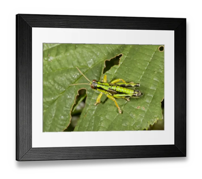Framed Print : Green Mountain Grasshopper (Miramella alpina) adult male, resting on leaf, Auvergne, France, August Framed Print : Green Mountain Grasshopper (Miramella alpina) adult male, resting on leaf, Auvergne, France, August