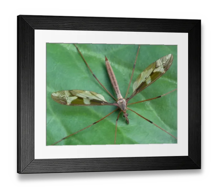 Framed Print : Giant Cranefly (Tipula maxima) adult, resting on leaf, Cannobina Valley, Italian Alps, Piedmont, Northern Italy, July Framed Print : Giant Cranefly (Tipula maxima) adult, resting on leaf, Cannobina Valley, Italian Alps, Piedmont, Northern Italy, July