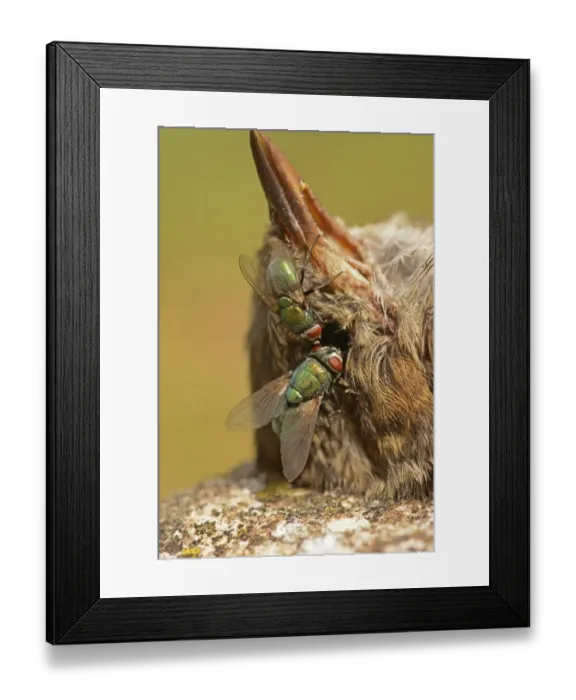 Framed Print : Greenbottle (Lucilia caesar) two adults, feeding on eye of dead bird, Oxfordshire, England, August