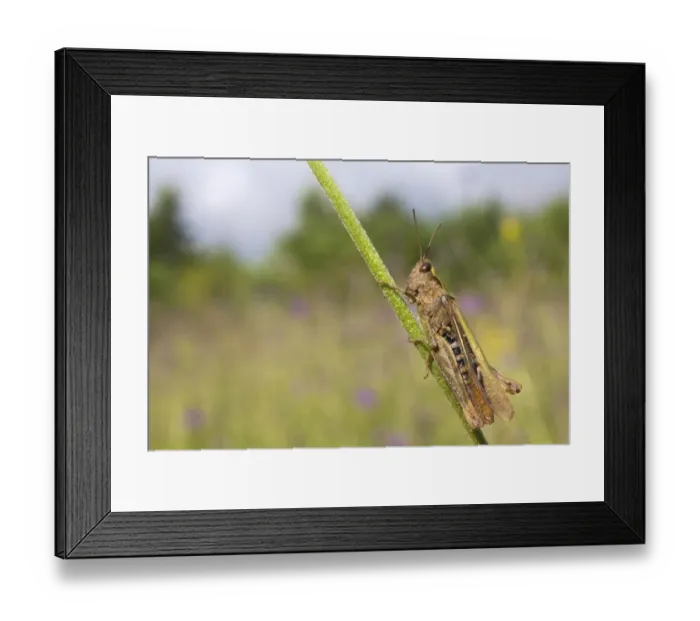 Framed Print : Common Green Grasshopper (Omocestus viridulus) adult, resting on stem, Leicestershire, England, August Framed Print : Common Green Grasshopper (Omocestus viridulus) adult, resting on stem, Leicestershire, England, August