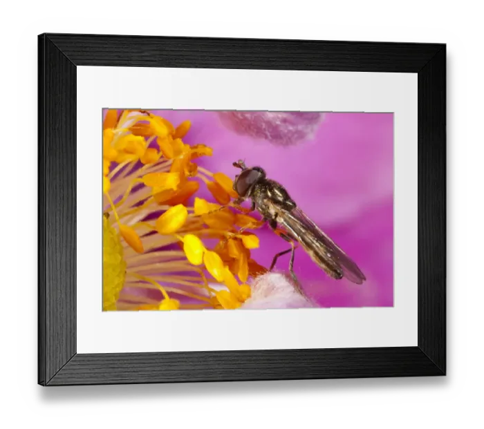 Framed Print : Chequered Hoverfly (Melanostoma scalare) adult female, feeding on anemone flower in garden, Powys, Wales, September Framed Print : Chequered Hoverfly (Melanostoma scalare) adult female, feeding on anemone flower in garden, Powys, Wales, September