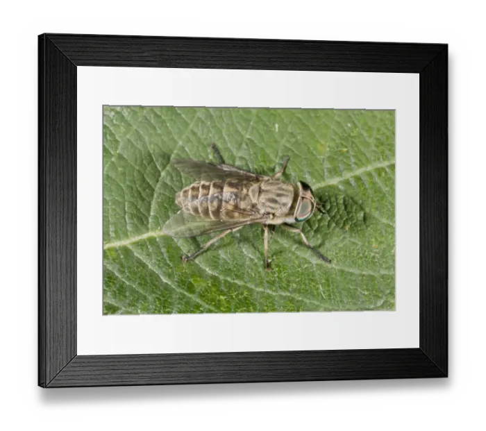 Framed Print : Band-eyed Brown Horsefly (Tabanus bromius) adult female, resting on leaf, France, August Framed Print : Band-eyed Brown Horsefly (Tabanus bromius) adult female, resting on leaf, France, August