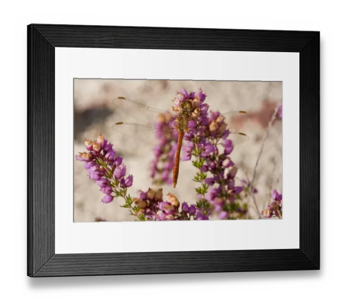 Framed Print : Vagrant Darter (Sympetrum vulgatum) adult male, resting on bell heather flowers, France, August Framed Print : Vagrant Darter (Sympetrum vulgatum) adult male, resting on bell heather flowers, France, August