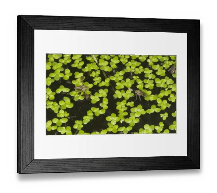 Framed Print : Glittering Green Fly (Poecilobothrus nobilitatus) adult pair, male courting female Framed Print : Glittering Green Fly (Poecilobothrus nobilitatus) adult pair, male courting female