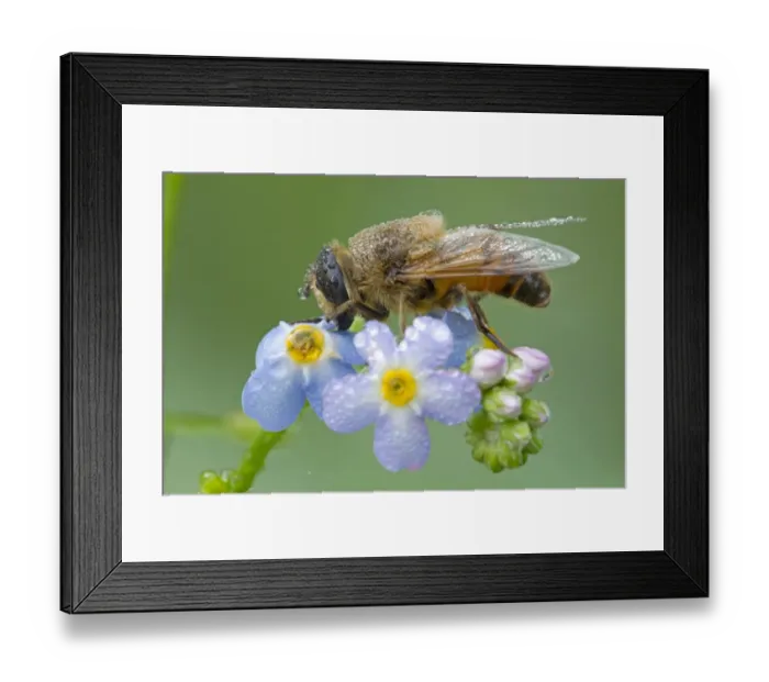 Framed Print : Drone fly (Eristalis nemorum) adult, resting on forget-me-not flowers covered in raindrops, River Whiteadder Framed Print : Drone fly (Eristalis nemorum) adult, resting on forget-me-not flowers covered in raindrops, River Whiteadder