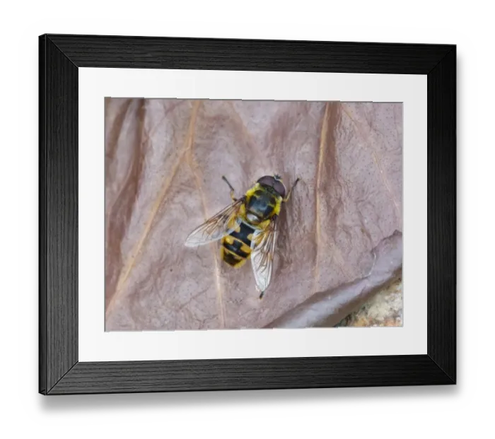 Framed Print : Hoverfly (Megasyrphus erratica) adult, resting on dry vegetation, Cannobina Valley, Italian Alps, Piedmont Framed Print : Hoverfly (Megasyrphus erratica) adult, resting on dry vegetation, Cannobina Valley, Italian Alps, Piedmont