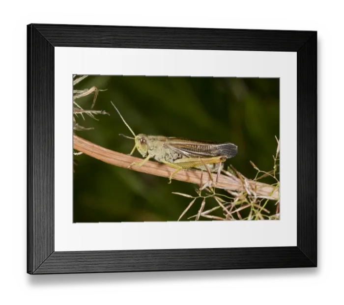 Framed Print : Large Mountain Grasshopper (Chorthippus scalaris) adult male, resting on stem, Auvergne, France, August