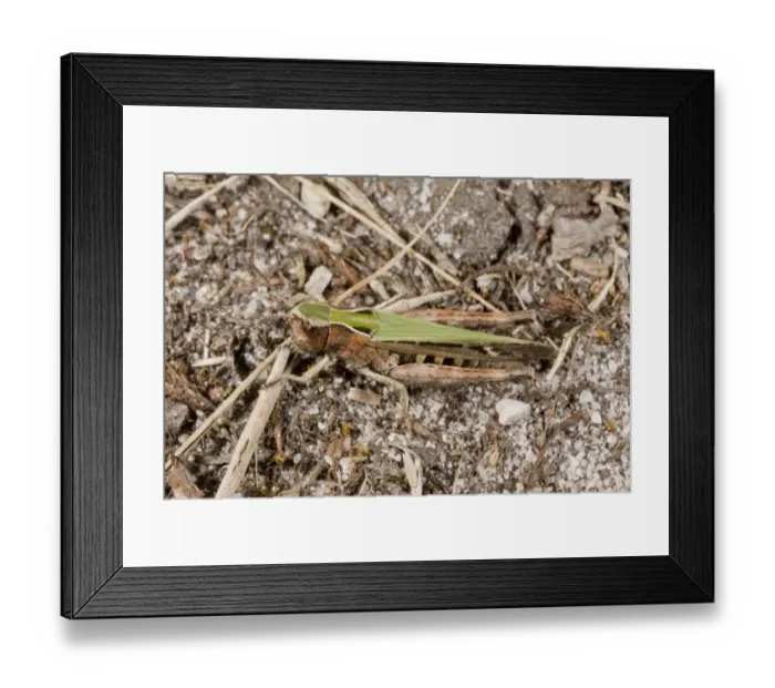 Framed Print : Common Green Grasshopper (Omocestus viridulus) adult female, on sand, France, August